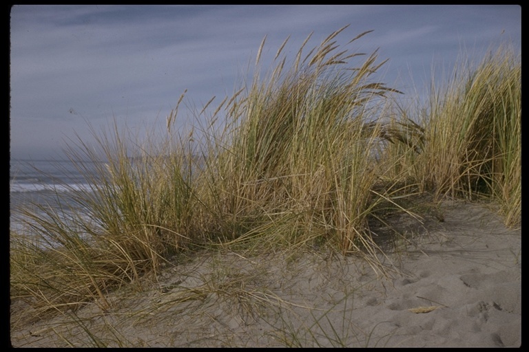 Image of European beachgrass