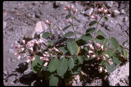 Image of flytrap dogbane