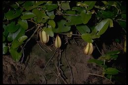 Image de Aristolochia californica Torr.