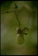 Image de Aristolochia californica Torr.