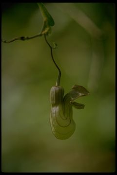 Image de Aristolochia californica Torr.