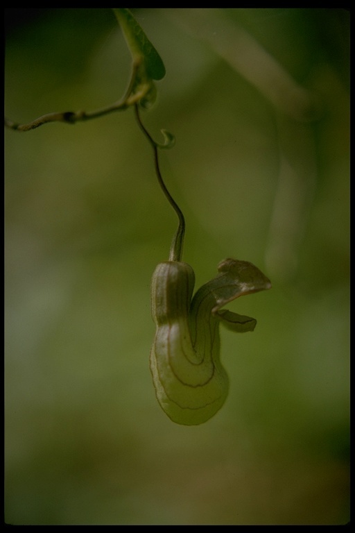 Image of California dutchman's pipe