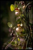 Image of California dutchman's pipe