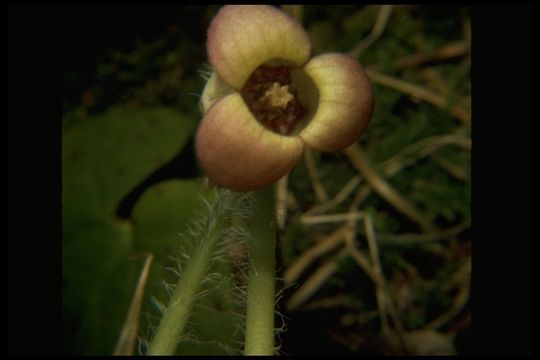 Image of Lemmon's Wild Ginger