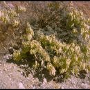 صورة Astragalus oxyphysus A. Gray