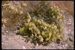 Image de Astragalus oxyphysus A. Gray