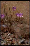 Plancia ëd Brodiaea elegans Hoover