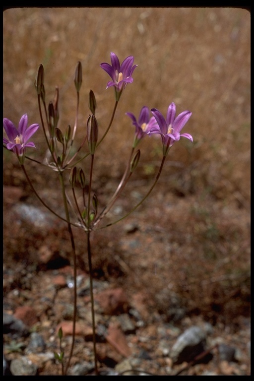 Imagem de Brodiaea elegans Hoover