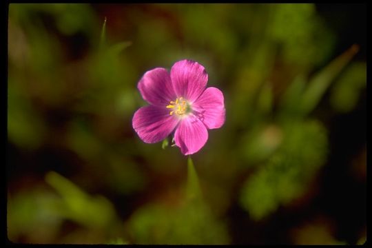 Image of fringed redmaids