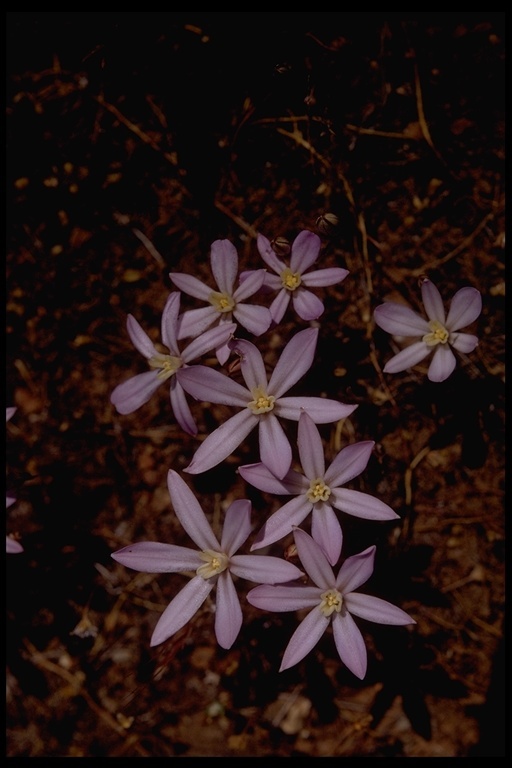 Image of Dwarf Brodiaea