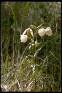 Image of White fairy-lantern