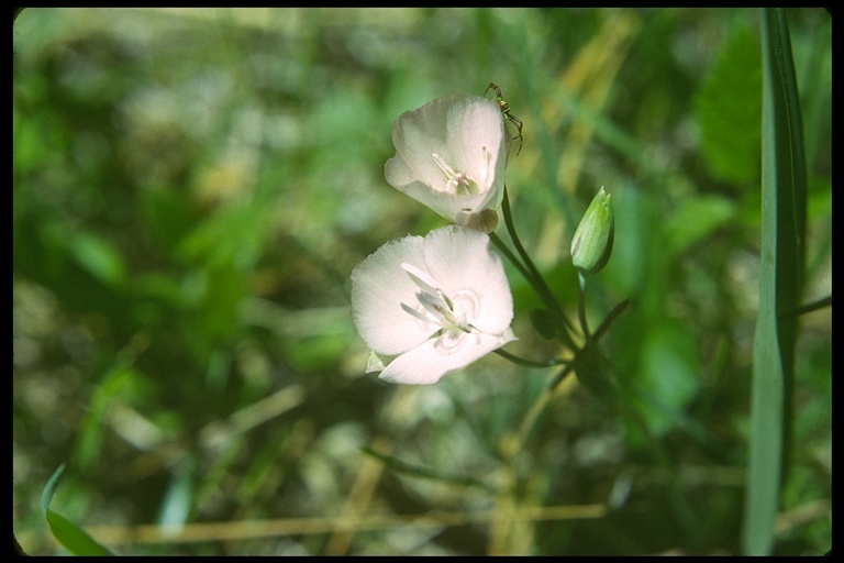 Imagem de Calochortus coeruleus (Kellogg) S. Watson