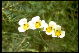 Calochortus leichtlinii Hook. fil. resmi