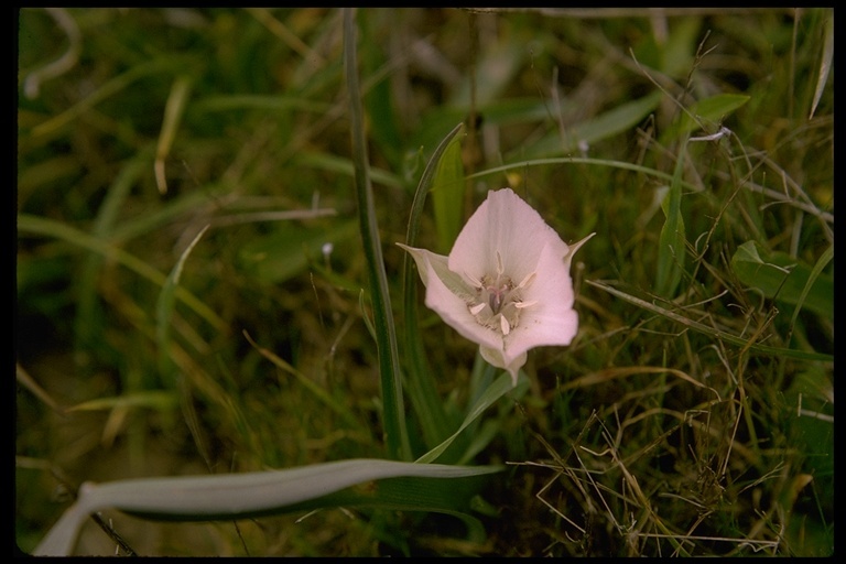 Image de Calochortus umbellatus Alph. Wood