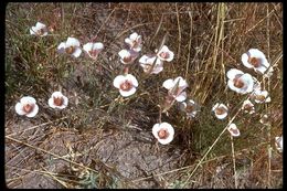 Image de Calochortus venustus Douglas ex Benth.