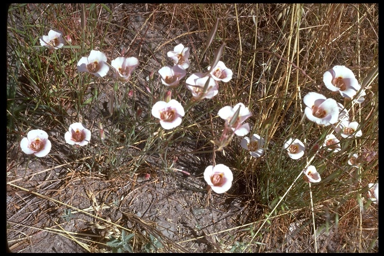 Image de Calochortus venustus Douglas ex Benth.