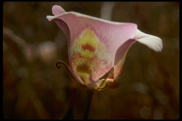 Image de Calochortus venustus Douglas ex Benth.