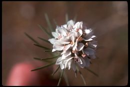 Image of sticky western rosinweed