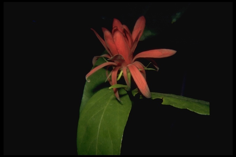 Image of western sweetshrub