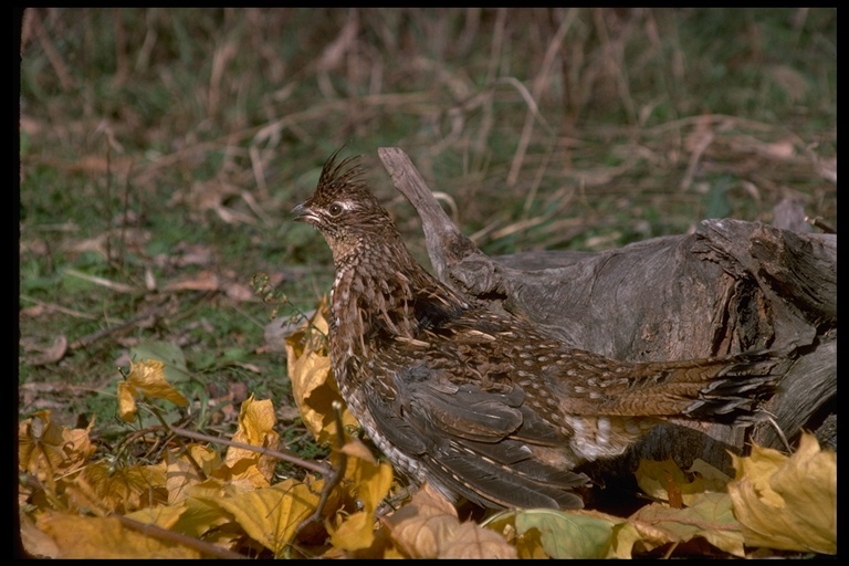 Image of Ruffed Grouse