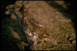 Image of Ruffed Grouse