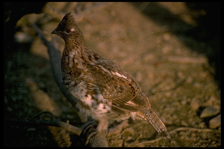 Image of Ruffed Grouse