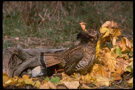 Image of Ruffed Grouse