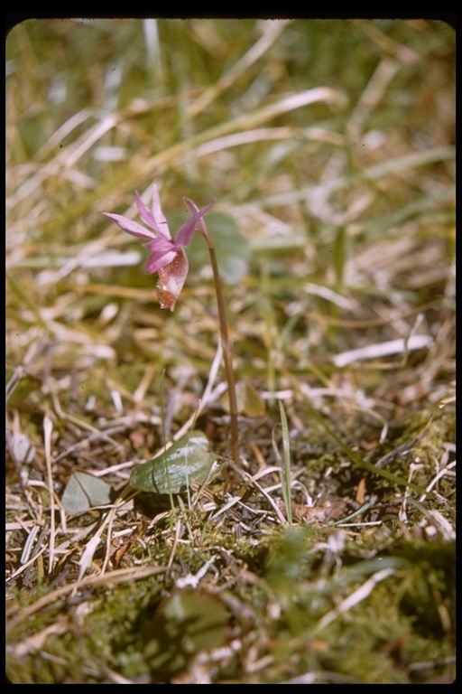 Image of Calypso orchid