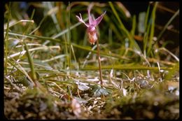 Imagem de Calypso bulbosa (L.) Oakes