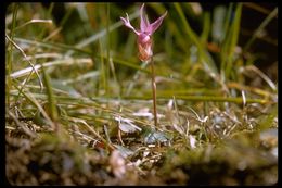 Image of Calypso orchid