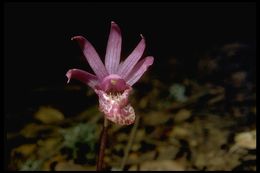 Imagem de Calypso bulbosa (L.) Oakes