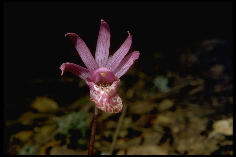 Image of Calypso orchid