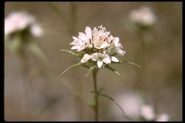 Image of sticky western rosinweed