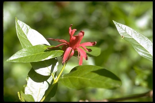 Image of western sweetshrub