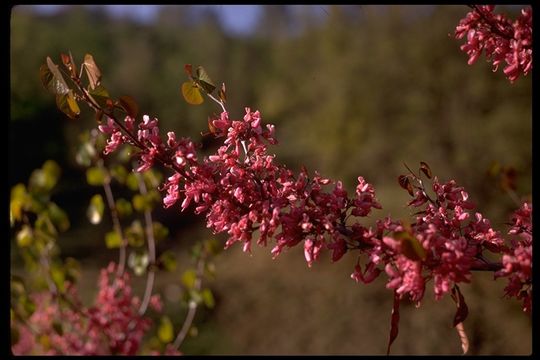 Plancia ëd Cercis canadensis var. texensis (S. Watson) M. Hopkins