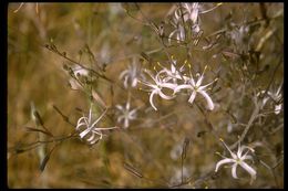 Image of wavyleaf soap plant