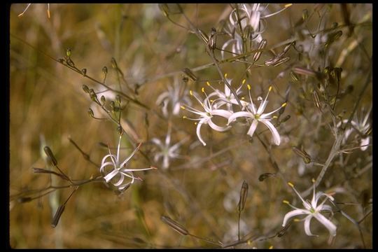 Image de Chlorogalum pomeridianum (DC.) Kunth