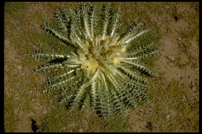 Image of meadow thistle