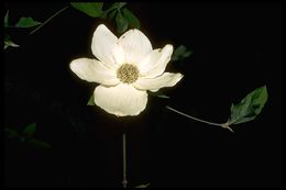 Image of Pacific dogwood