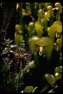 Image of California pitcherplant