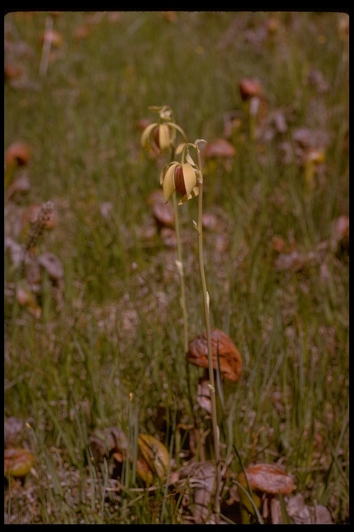 Image of California pitcherplant