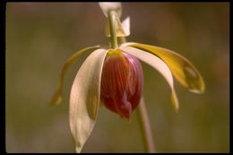 Image of California pitcherplant