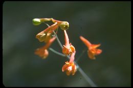 Image of scarlet larkspur