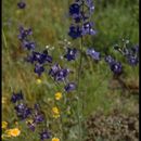 Image of coastal larkspur