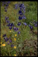 Plancia ëd Delphinium decorum Fisch. & Mey.