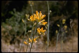 Imagem de Ehrendorferia chrysantha (Hook. & Arn.) J. Rylander