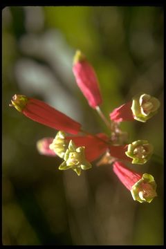 Imagem de Dichelostemma ida-maia (Alph. Wood) Greene