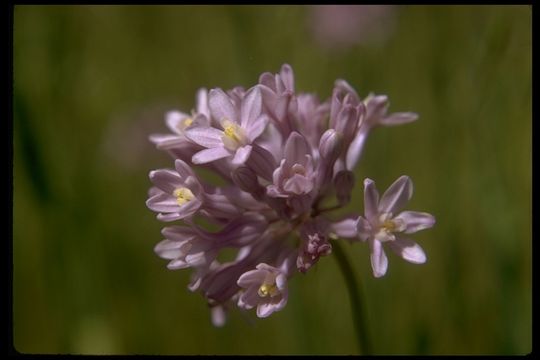 Sivun Dichelostemma multiflorum (Benth.) A. Heller kuva