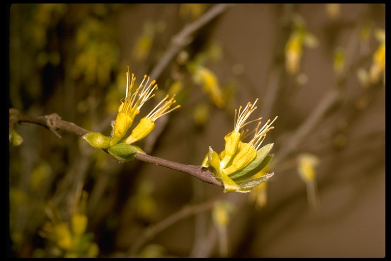 Sivun Dirca occidentalis A. Gray kuva