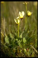 Image of <i>Primula clevelandii</i>